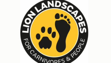 Lion Landscapes